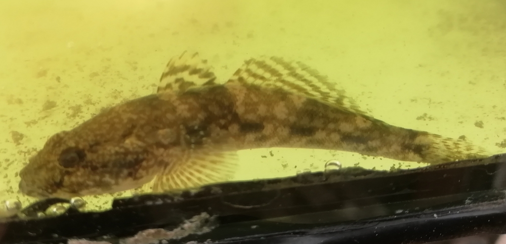 Caspian Bighead Goby