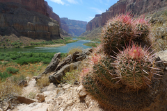 Homalocephala polycephala