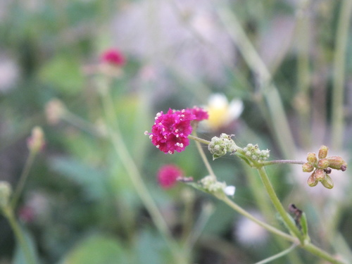 Scarlet spiderling (Boerhavia coccinea)