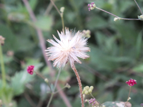 Tridax procumbens