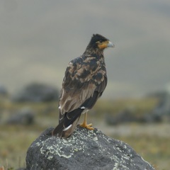 Daptrius carunculatus