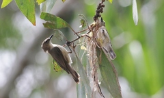 Gerygone magnirostris