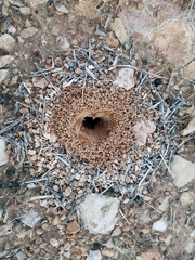 Myrmecocystus mexicanus