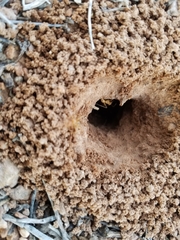 Myrmecocystus mexicanus