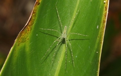 Hygropoda lineata
