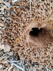 Myrmecocystus mexicanus