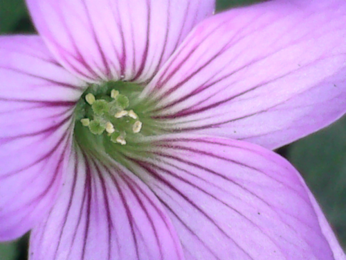 Oxalis debilis