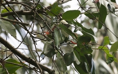 Dendrophthoe curvata