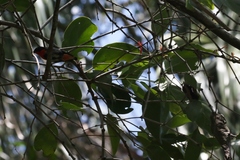 Dendrophthoe curvata