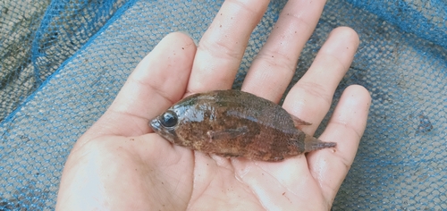 Bornean leaffish (Nandus nebulosus) — Nandidae — 3
