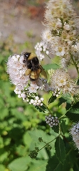 Bombus terricola image