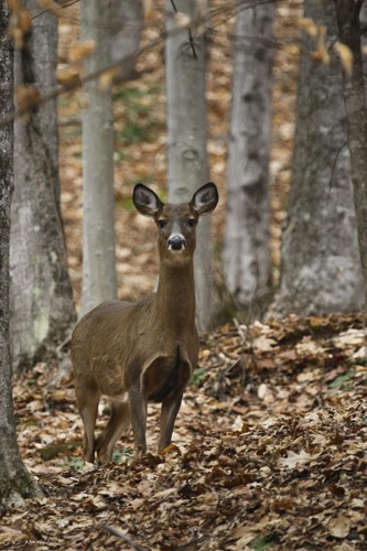 White-tailed Deer photographed in Vermont