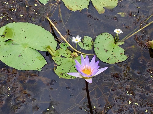 Day Waterlily