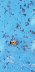 Apis mellifera