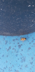 Apis mellifera