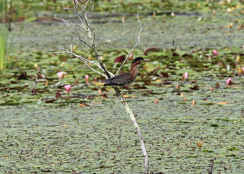 Green Heron photographed in New Hampshire