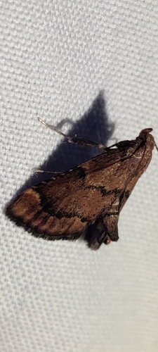 Hypsopygia phoezalis photo 5