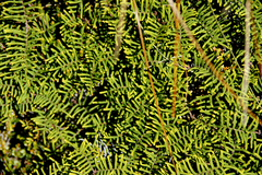 Gleichenia alpina