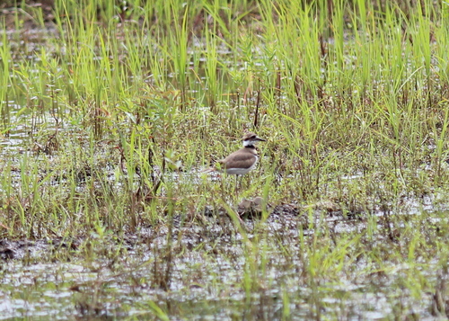 Killdeer photographed in New Hampshire