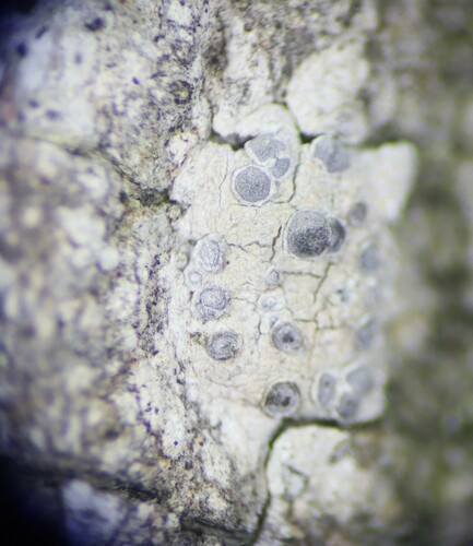 Sigridea californica, 2023-07-15
