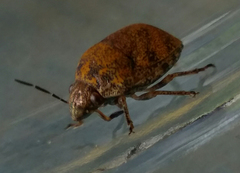 Orsilochides stictica
