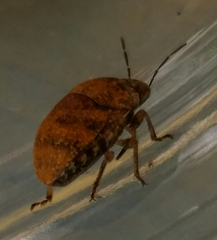 Orsilochides stictica