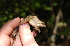 Leptodactylus labrosus
