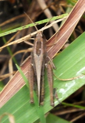 Eyprepocnemidinae