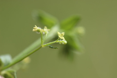 Galium uncinulatum