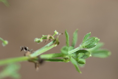 Galium uncinulatum