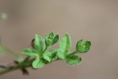 Galium uncinulatum