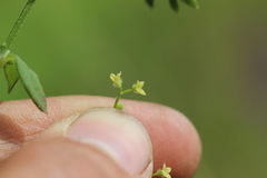 Galium uncinulatum