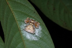 Phrynarachne jobiensis