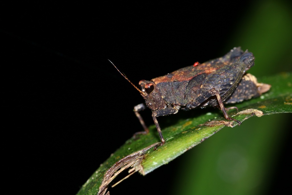 Bolivaritettix apterus