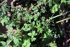 Galium uncinulatum