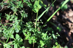 Galium uncinulatum