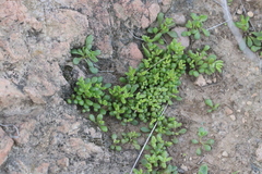 Dudleya blochmaniae blochmaniae