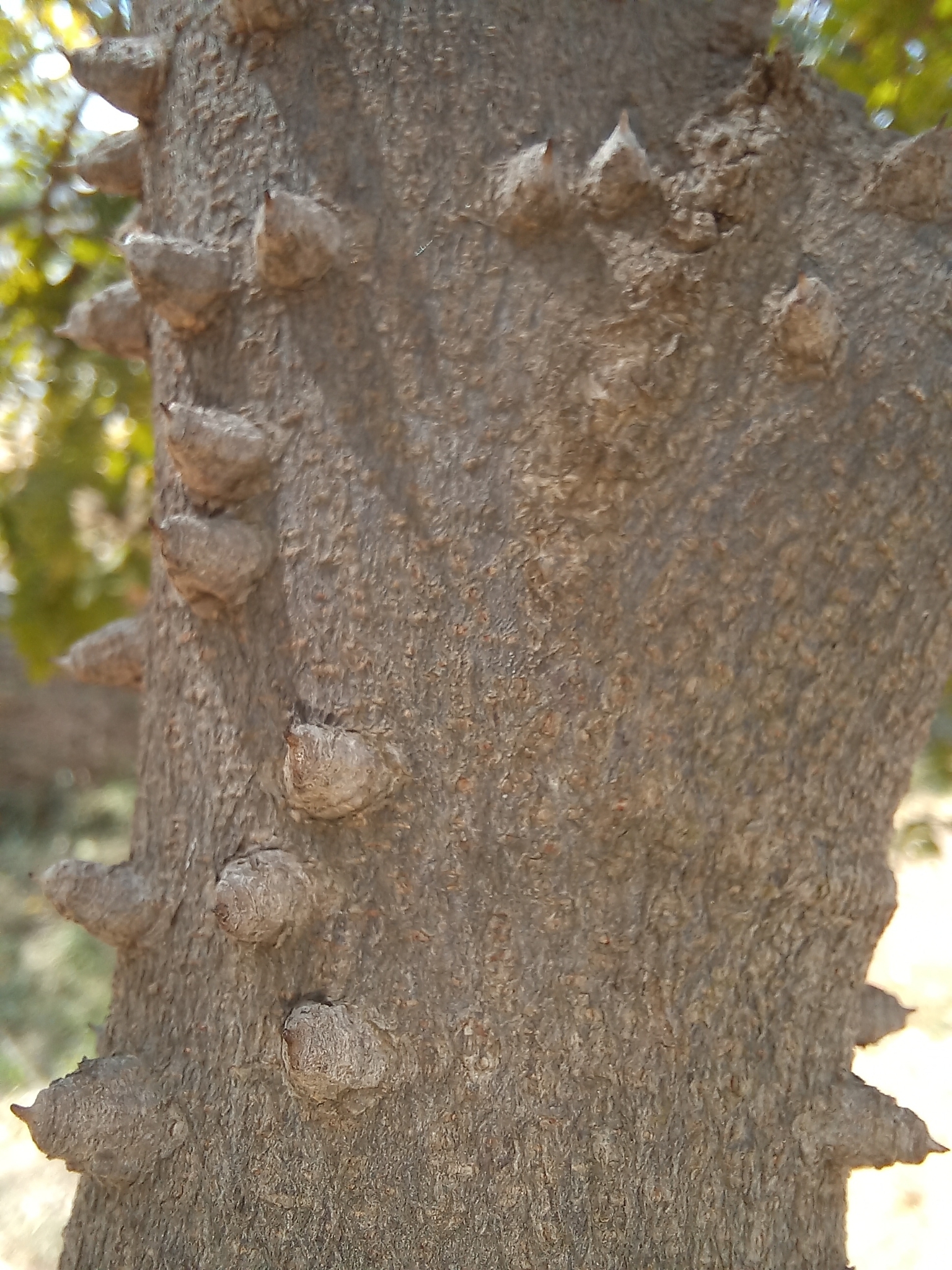 Paubrasilia echinata