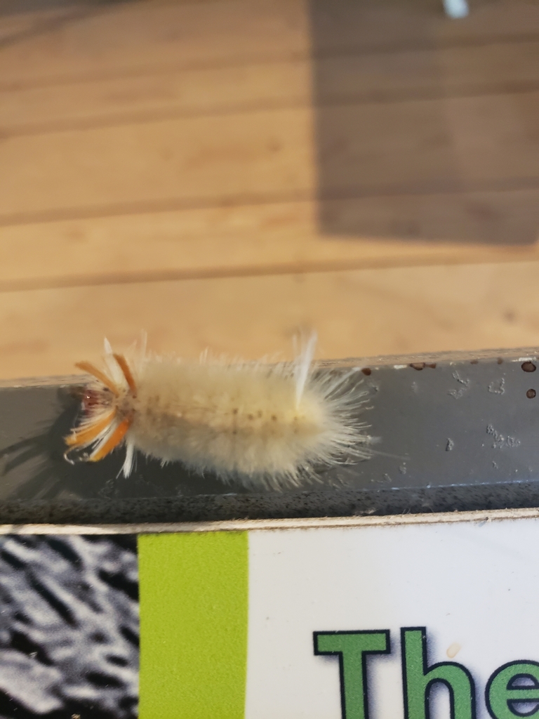 Sycamore Tussock Moth from Surry, VA 23883, USA on July 30, 2023 at 11: ...