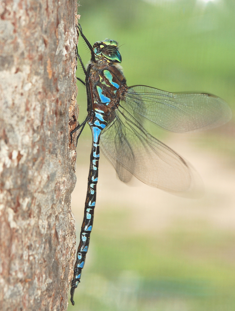 【ノブタ】dragonfly  generix Gallery: Dragonflies of High Park - High Park Nature