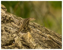 Sceloporus edbelli