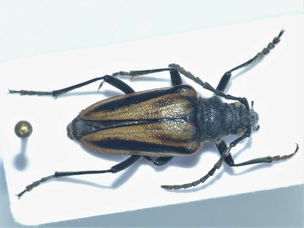 Pachytella