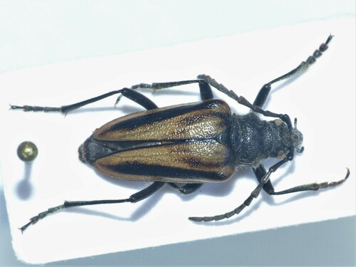 Pachytella