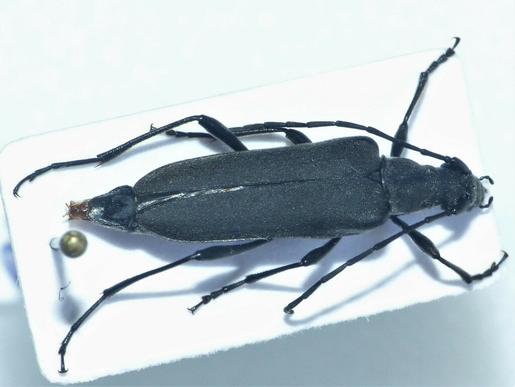 Nivellia extensa