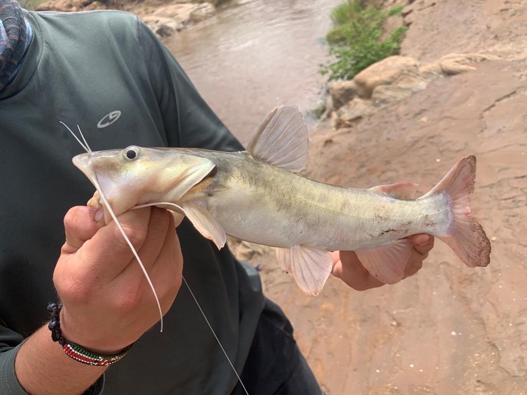 Spiny Catfish