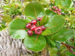 Hawthorn (Crataegus obtusifolia)