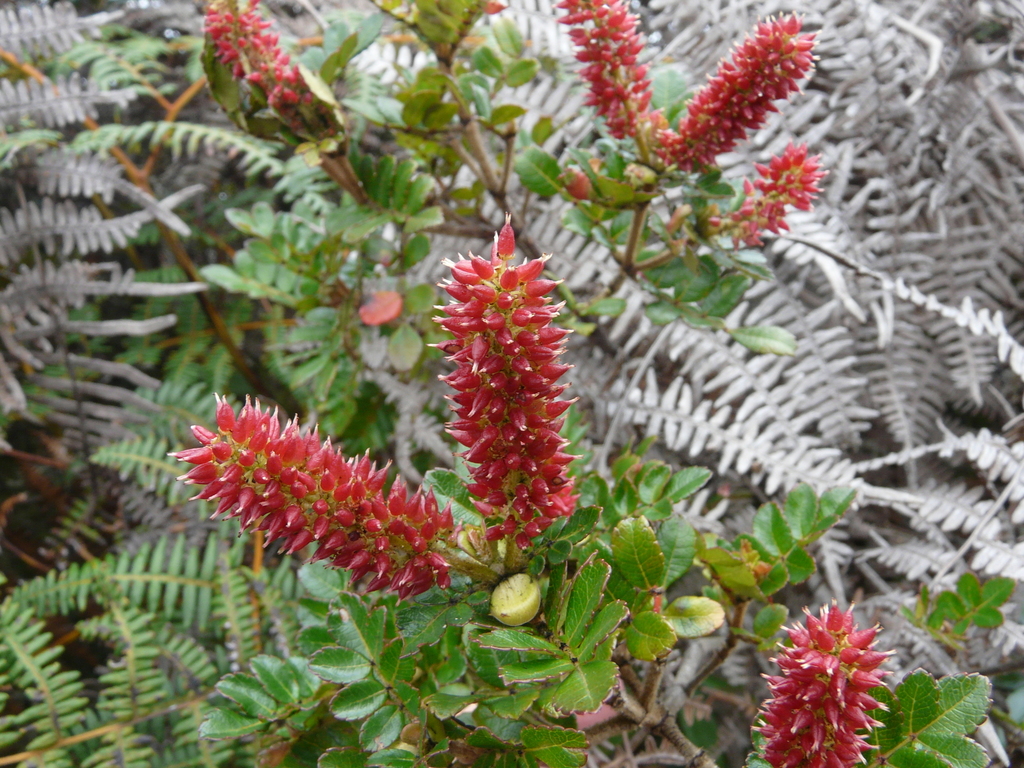 Weinmannia lansbergiana