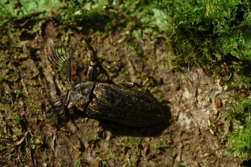 Callirhipidae