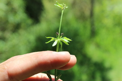 Galium mexicanum