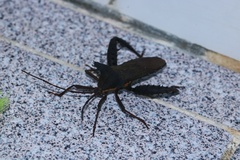 Prionolomia